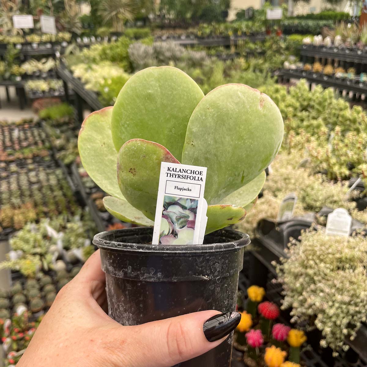 kalanchoe flapjacks succulent plant Kalanchoe luciae 'Flapjacks' (Paddle Plant) – Magic Valley Gardens