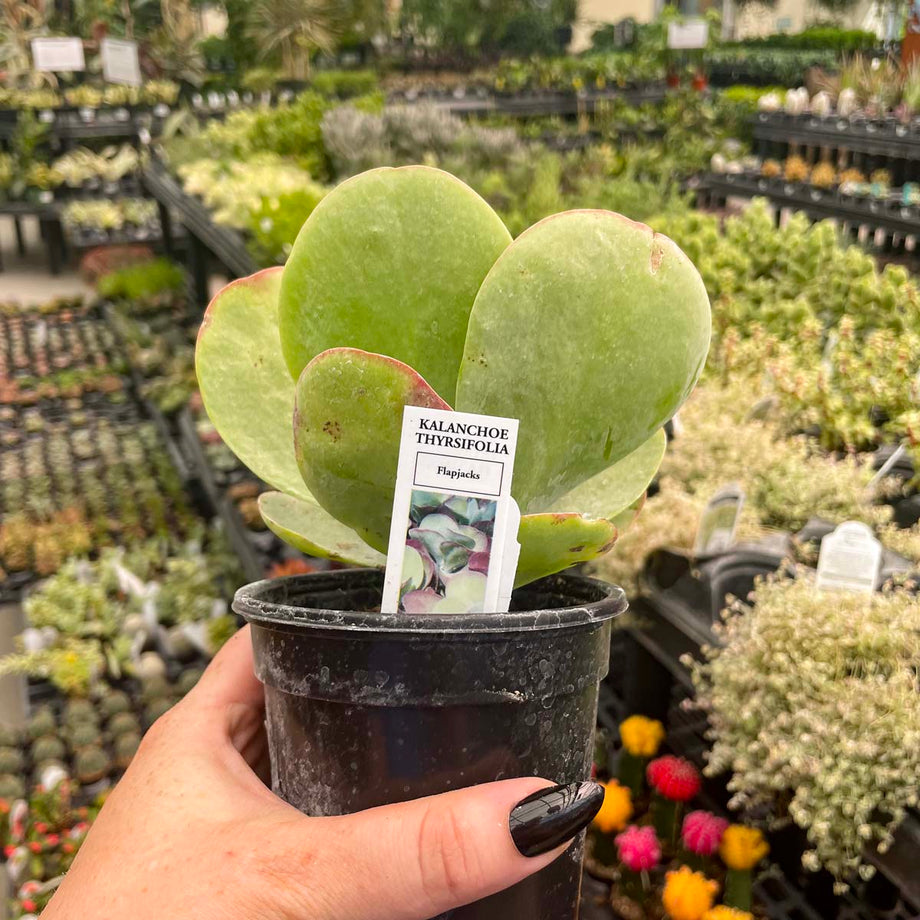 kalanchoe flapjack succulent Kalanchoe luciae 'Flapjacks' (Paddle Plant) – Magic Valley Gardens