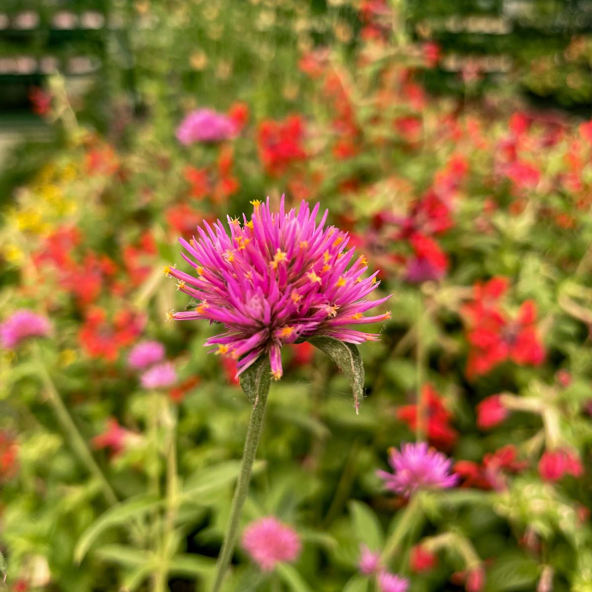 truffula flower seeds Truffula Pink Gomphrena