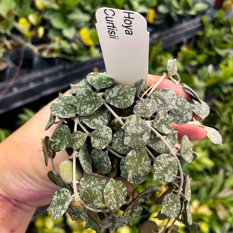 Hoya curtisii – Magic Valley Gardens