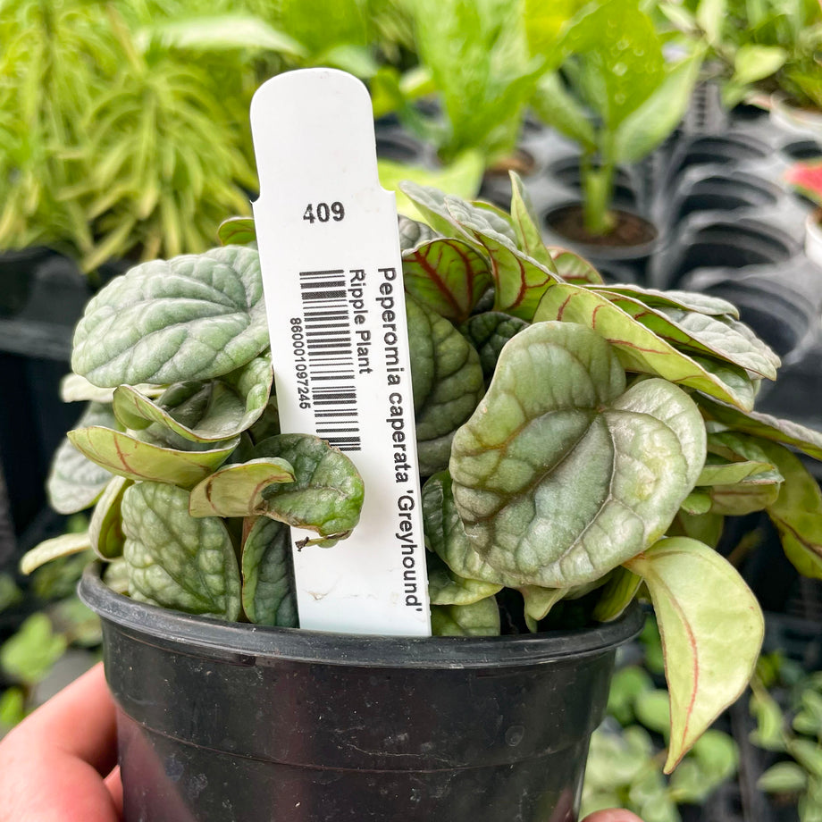 Peperomia caperata 'Greyhound' – Magic Valley Gardens