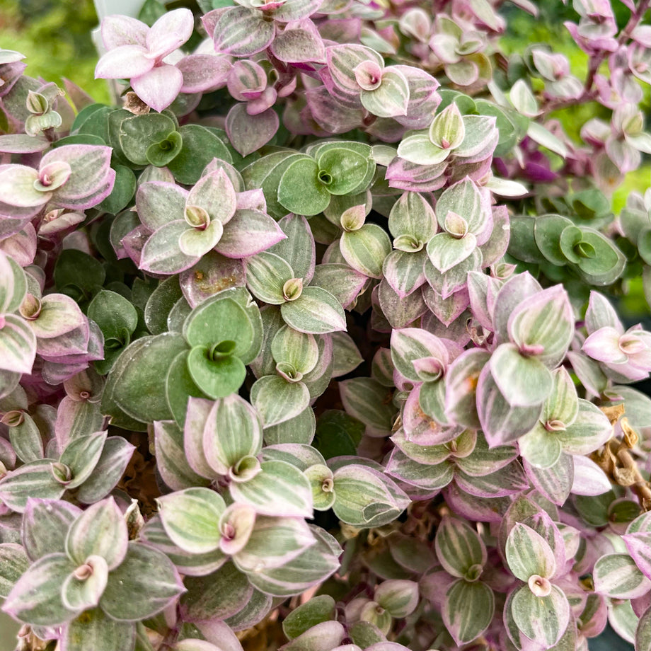 Tradescantia 'Pink Lady' – Magic Valley Gardens