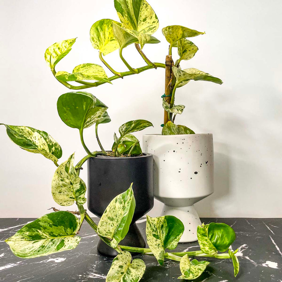 Pothos 'Marble Queen' – Magic Valley Gardens