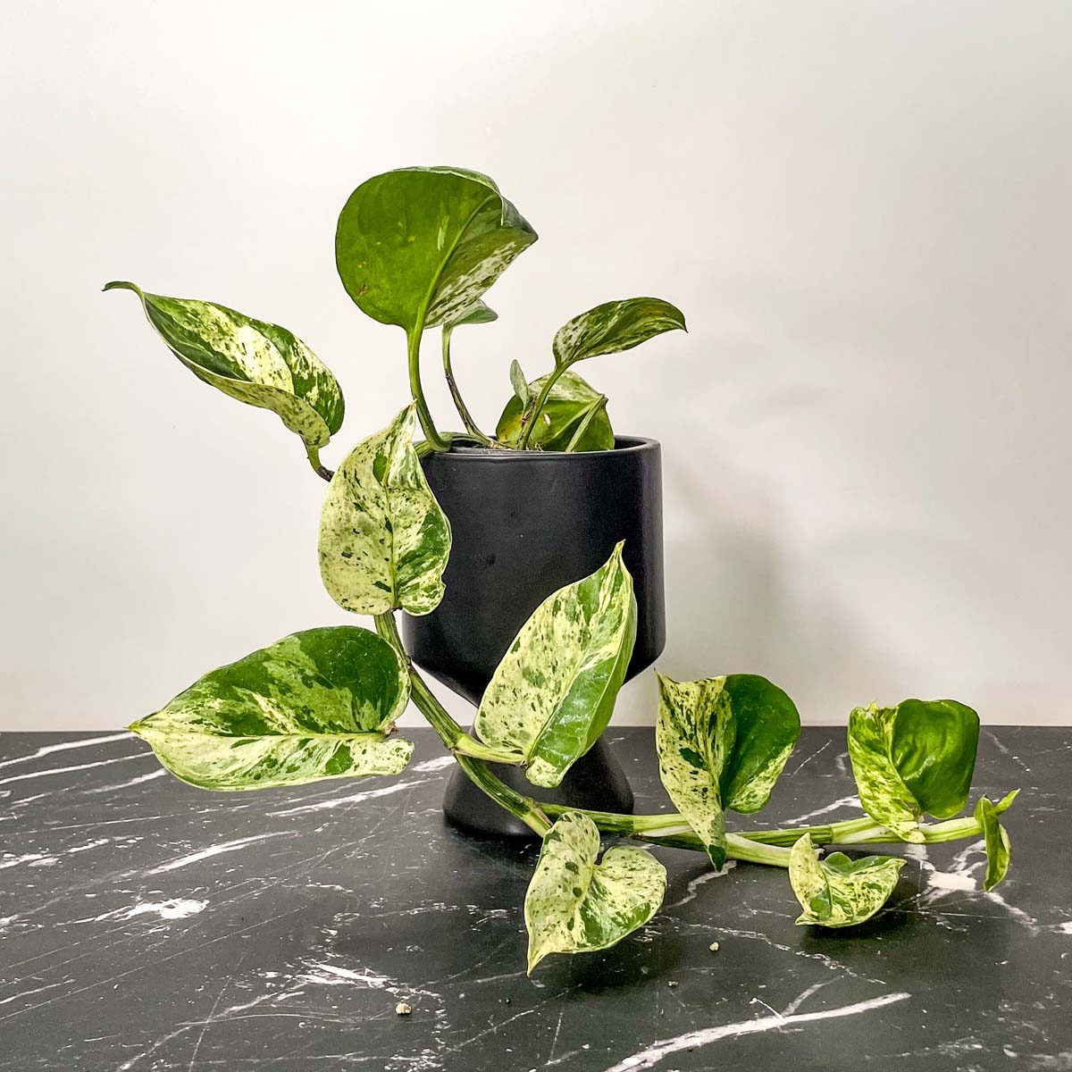 pothos etsy Pothos 'Marble Queen'