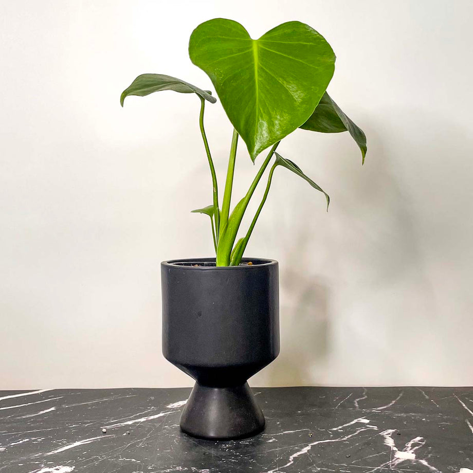 black monstera deliciosa Monstera deliciosa – Magic Valley Gardens