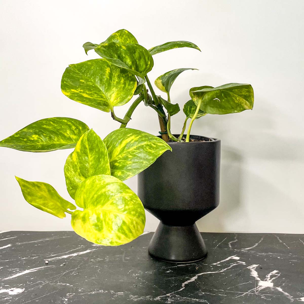 golden pothos price Pothos 'Golden' – Magic Valley Gardens