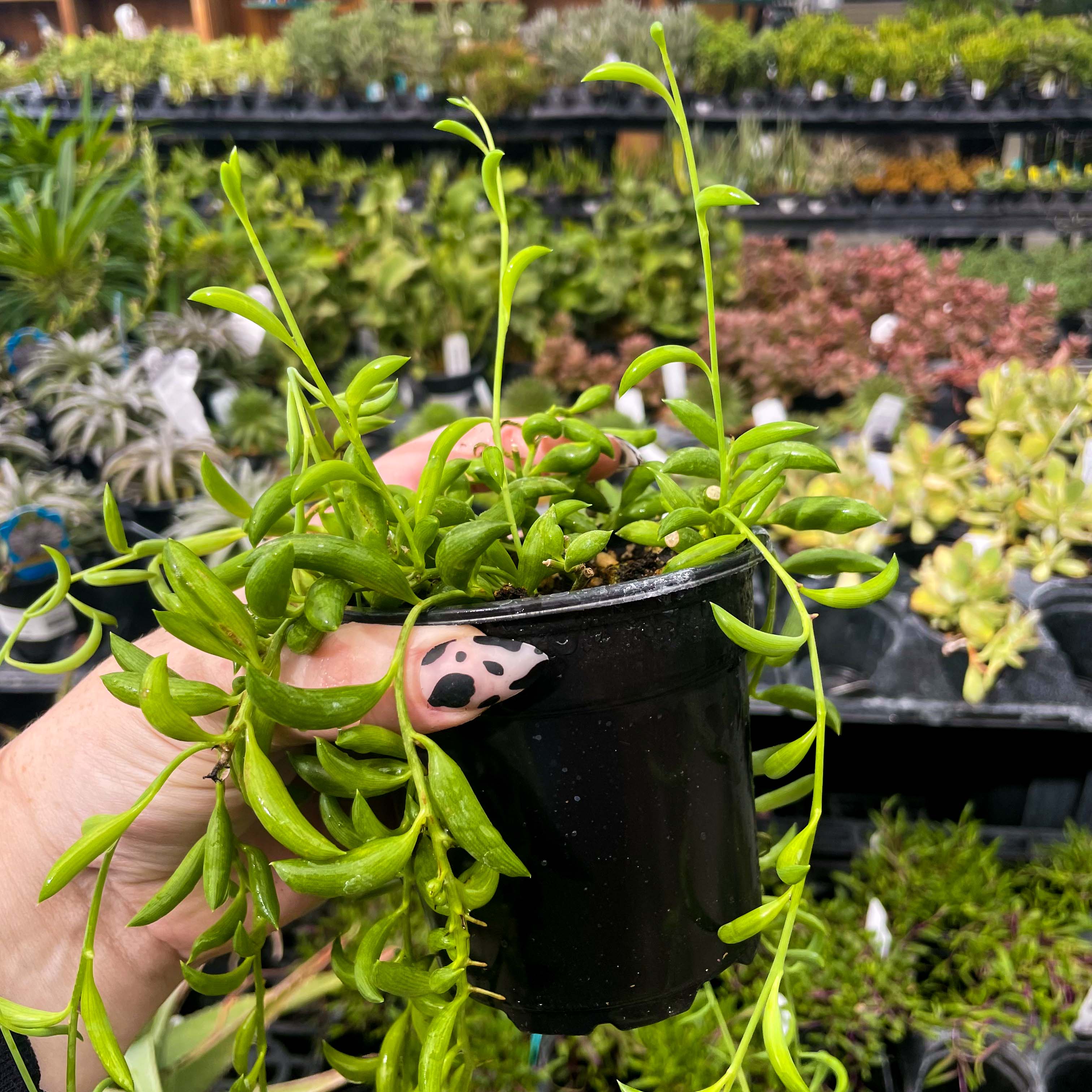 string of beans plant succulent Senecio radicans (String of Bananas) – Magic Valley Gardens