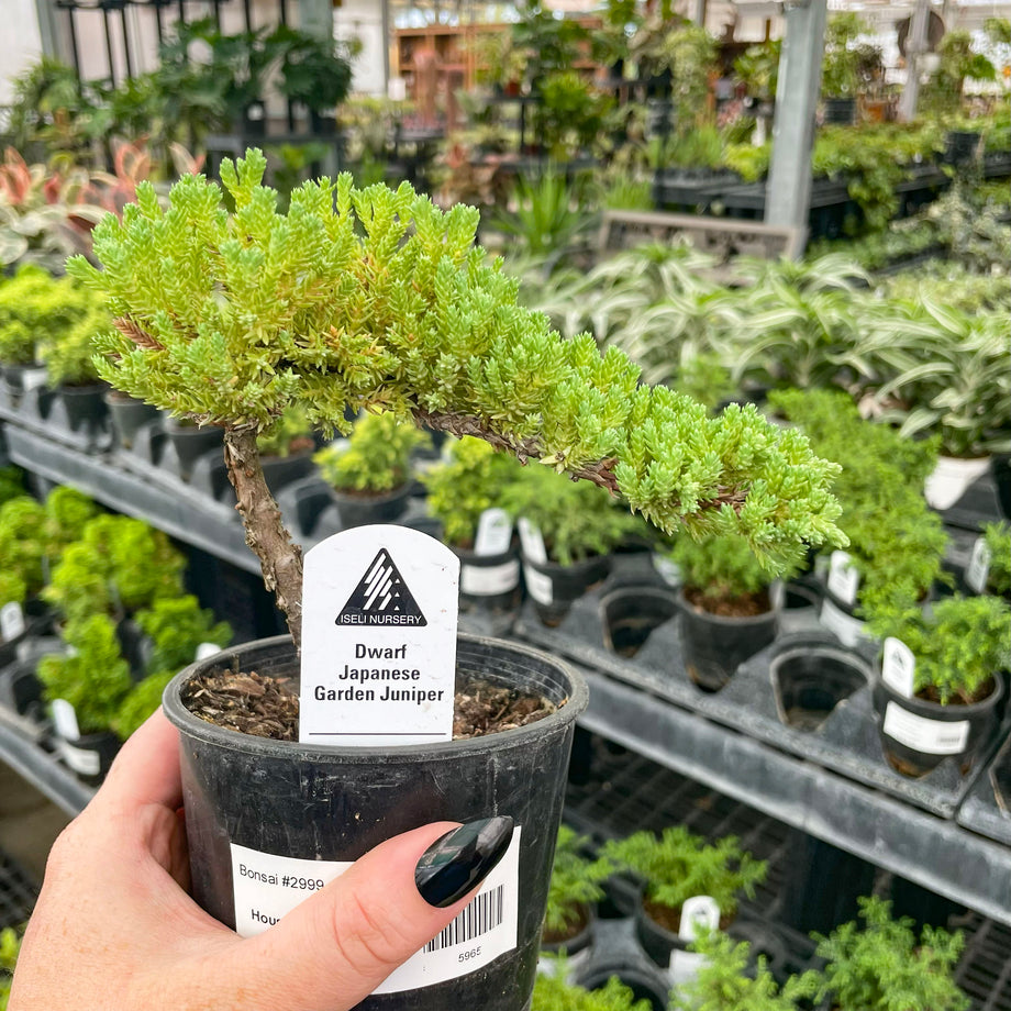 ginster bonsai Dwarf Japanese Garden Juniper