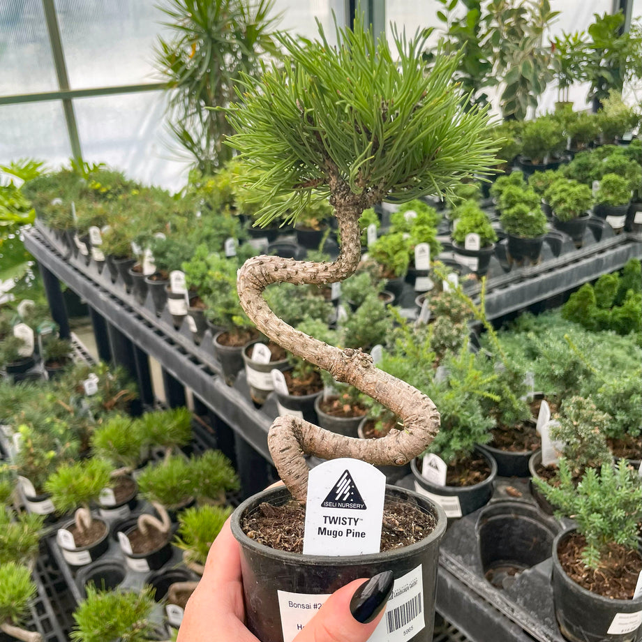 Twisty Mugo Pine - Live Bonsai Starter, 4” Grower's Pot – Magic