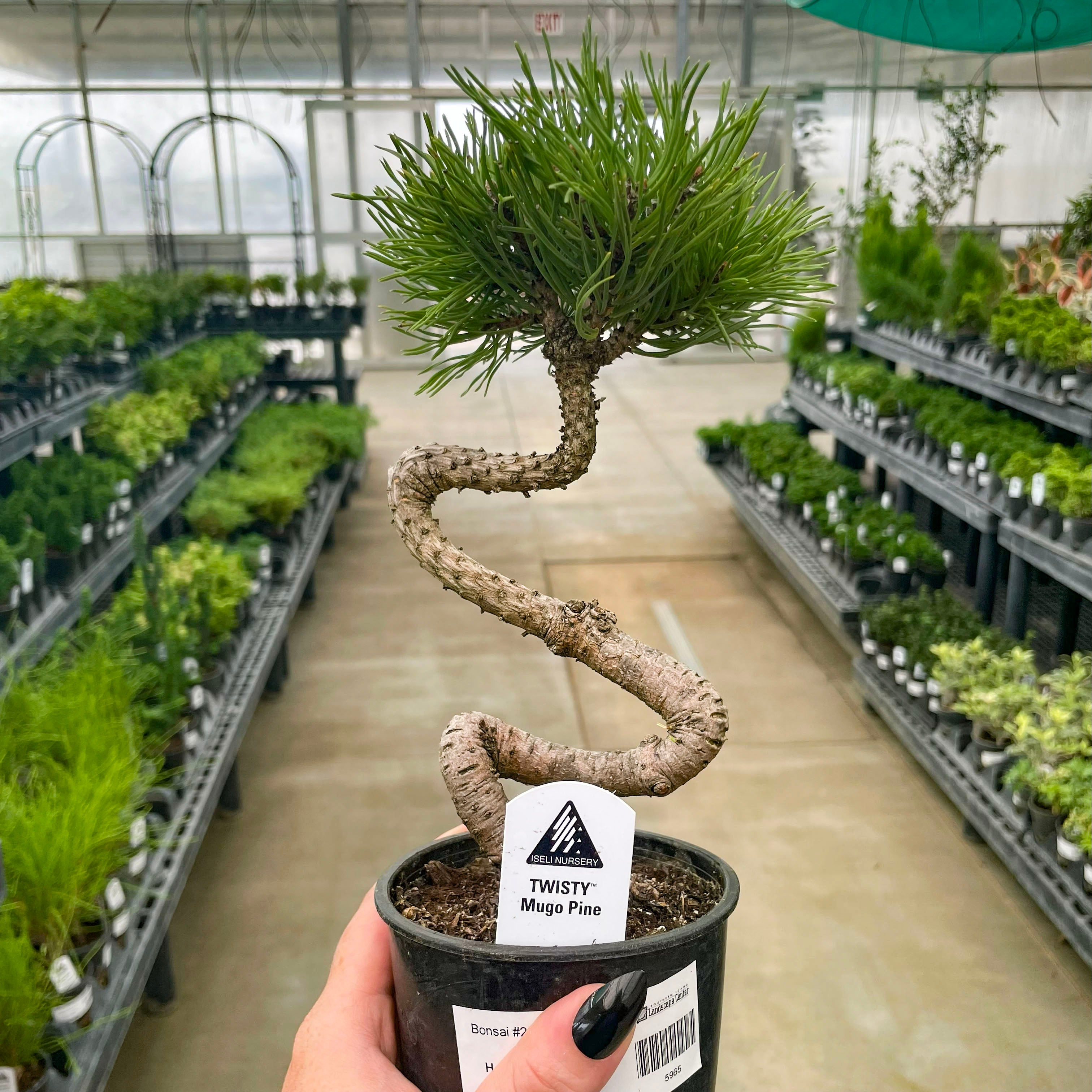 bonsai tree with pot Twisty Mugo Pine