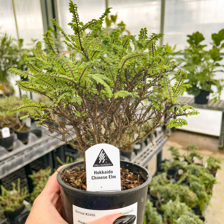 timeless trees bonsai nursery Hokkaido Dwarf Chinese Elm, Bonsai Starter Plant – Magic Valley Gardens