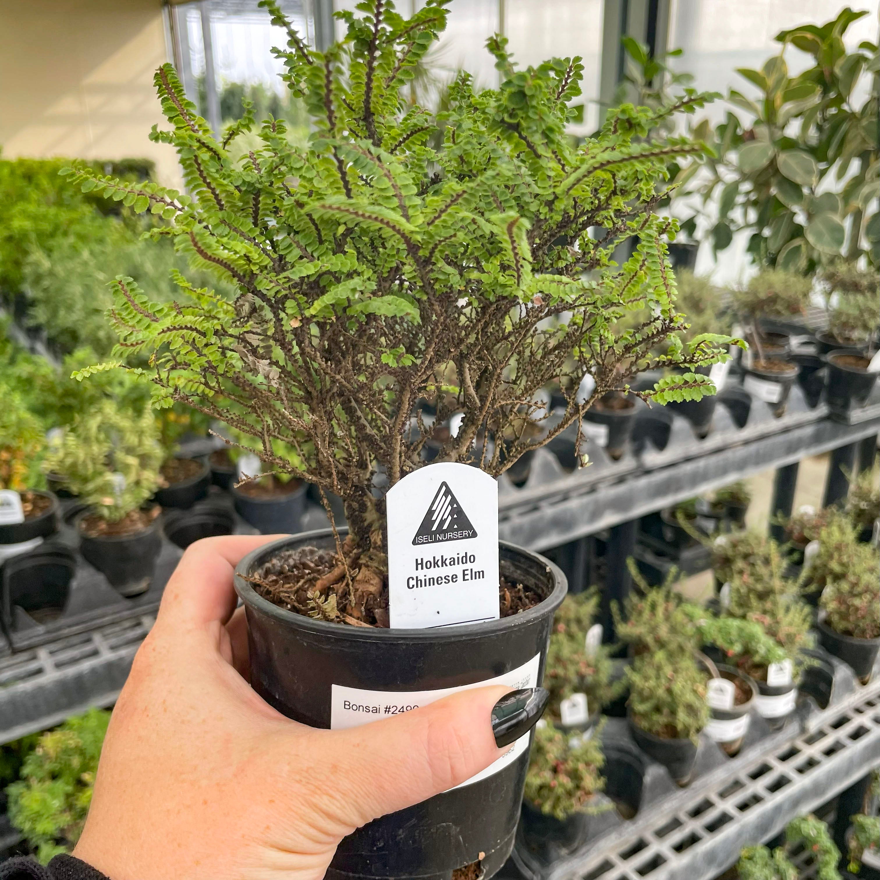 chinese elm indoor bonsai tree Hokkaido Dwarf Chinese Elm, Bonsai Starter Plant – Magic Valley Gardens