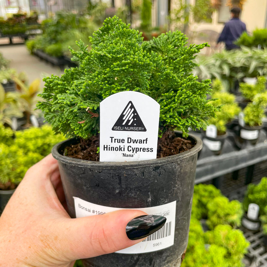 True Dwarf Hinoki Cypress