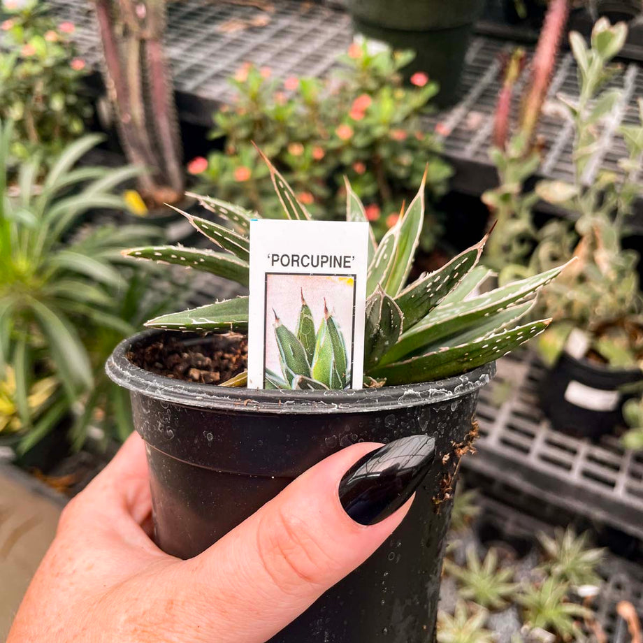 porcupine succulent Agave 'Porcupine' – Magic Valley Gardens