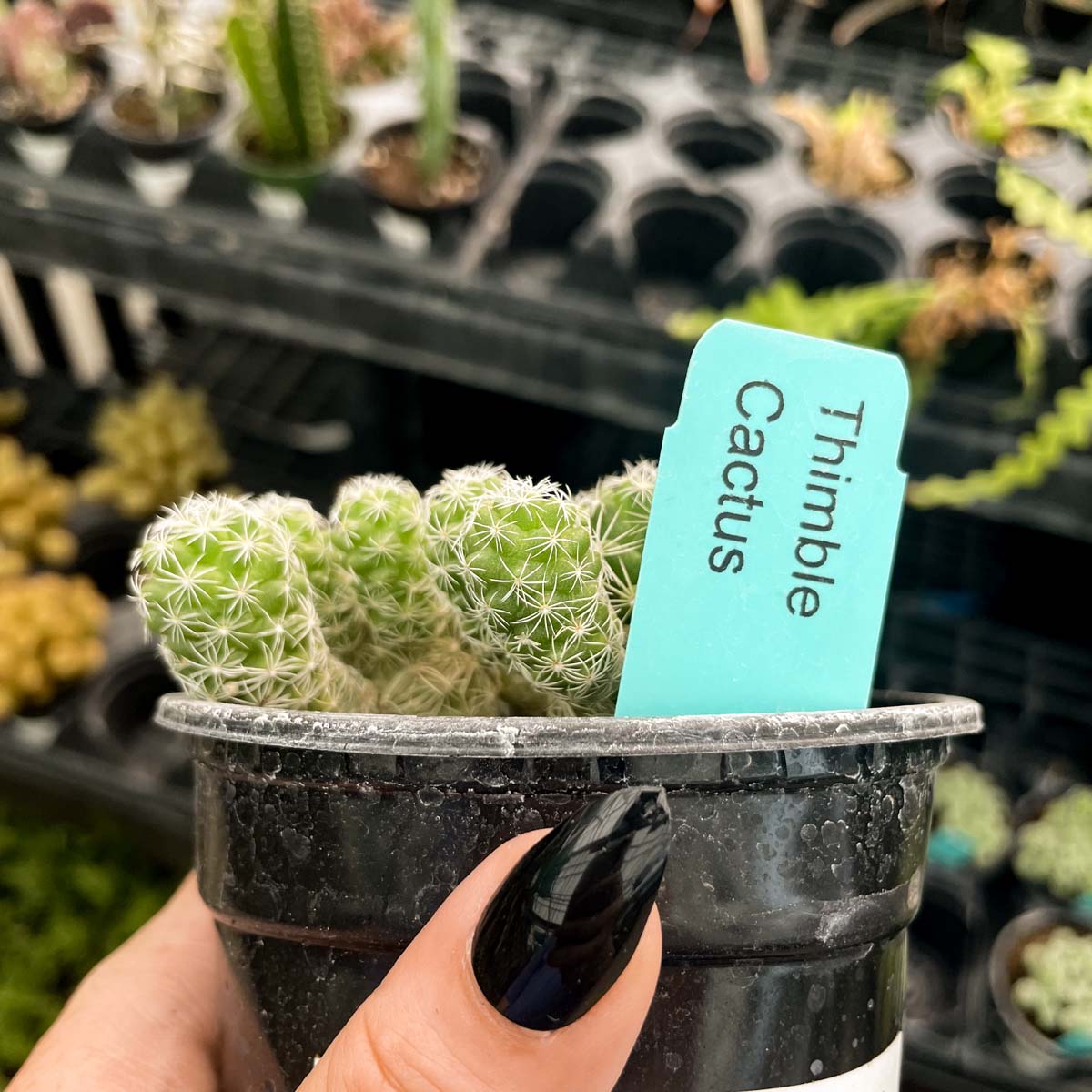 thimble succulent Mammillaria gracilis fragilis (Thimble Cactus)