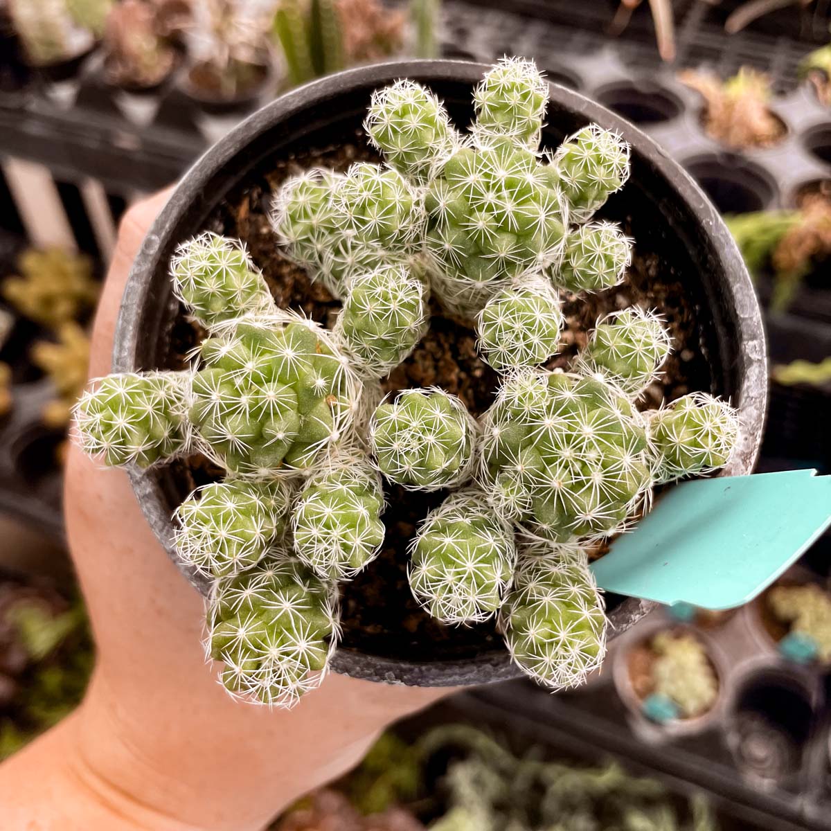thimble succulent Mammillaria gracilis fragilis (Thimble Cactus)