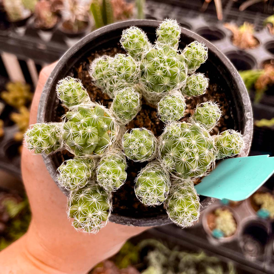 Mammillaria gracilis fragilis, Thimble Cactus, Succulent Plant – Magic  Valley Gardens