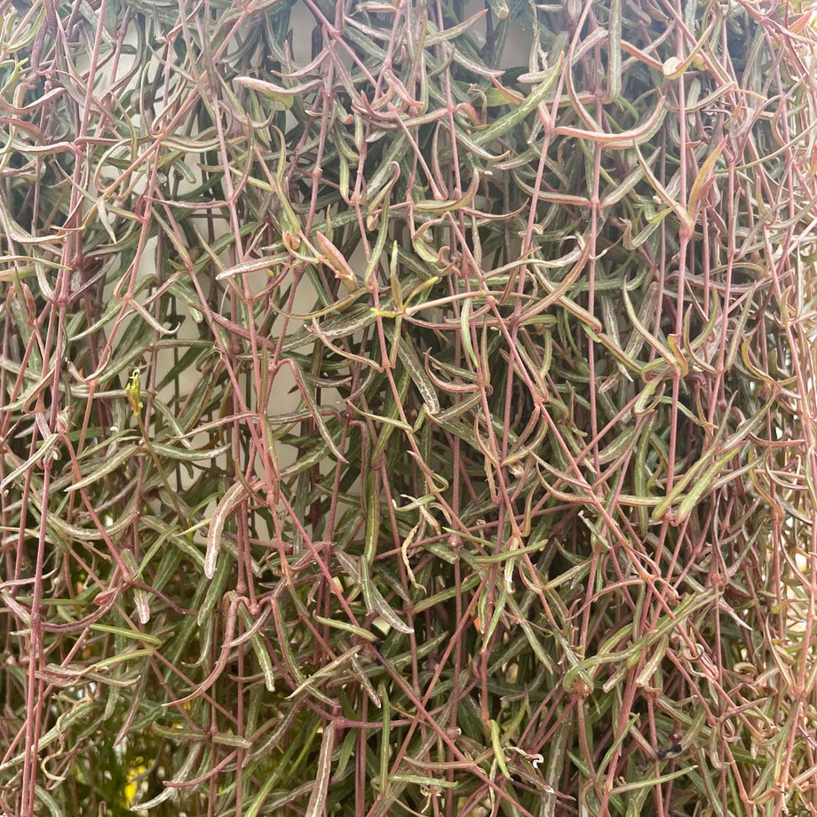 twig like succulent Ceropegia linearis (String of Needles) – Magic Valley Gardens