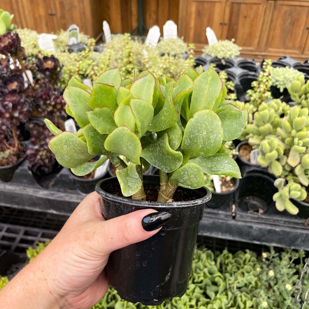 jade magic plant Crassula ovata undulatifolia (Ripple Jade)