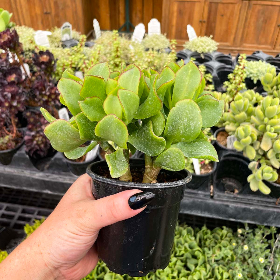 Crassula ovata undulatifolia (Ripple Jade) – Magic Valley Gardens