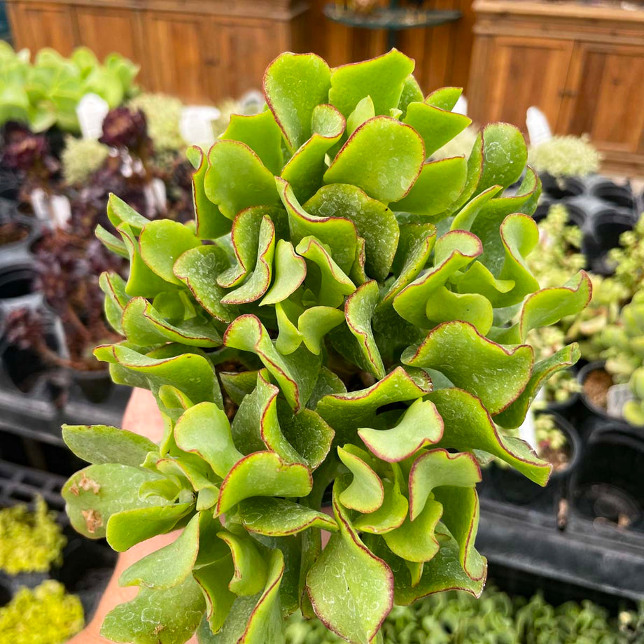 wavy leaf jade plant Crassula ovata undulatifolia (Ripple Jade) – Magic Valley Gardens