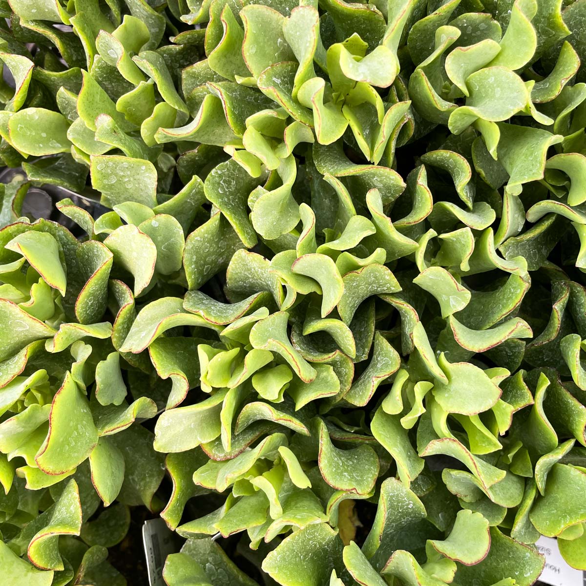 wavy jade plant Crassula ovata undulatifolia (Ripple Jade) – Magic Valley Gardens