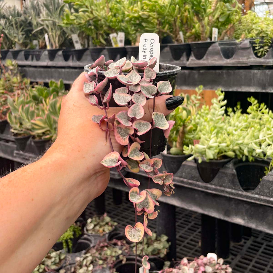 Ceropegia woodii f. variegata (Variegated String of Hearts) – Magic Valley  Gardens