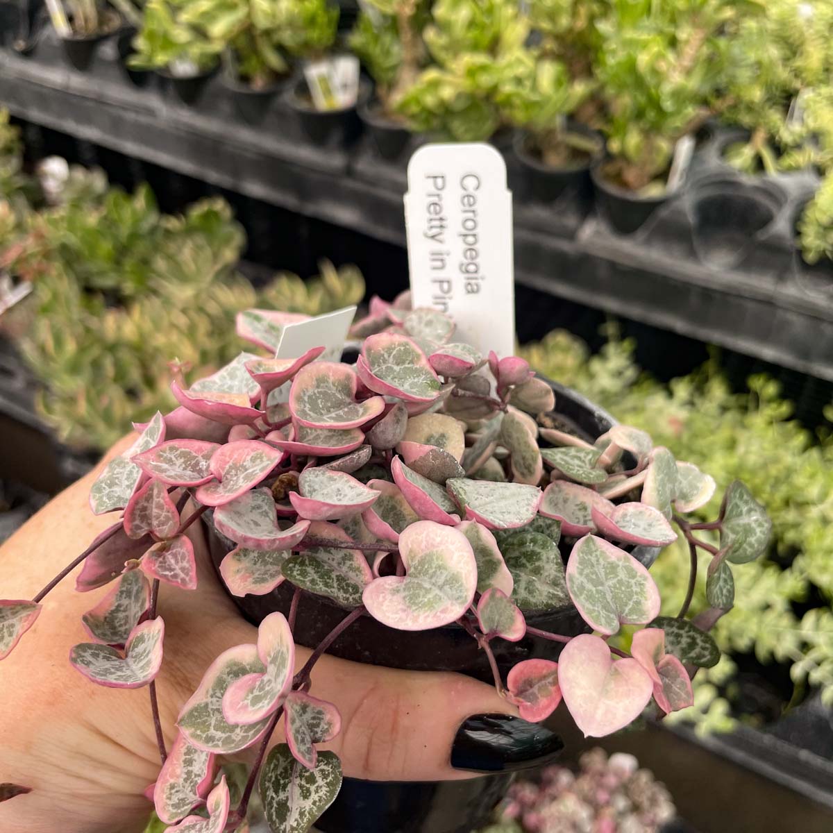 variegated string of hearts succulent Ceropegia woodii f. variegata (Variegated String of Hearts)