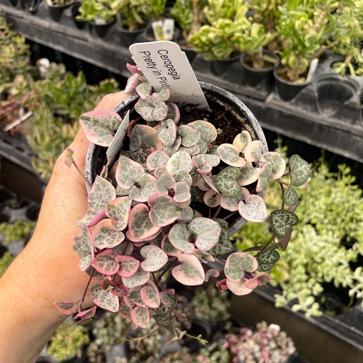 ceropegia succulents Ceropegia woodii f. variegata (Variegated String of Hearts)