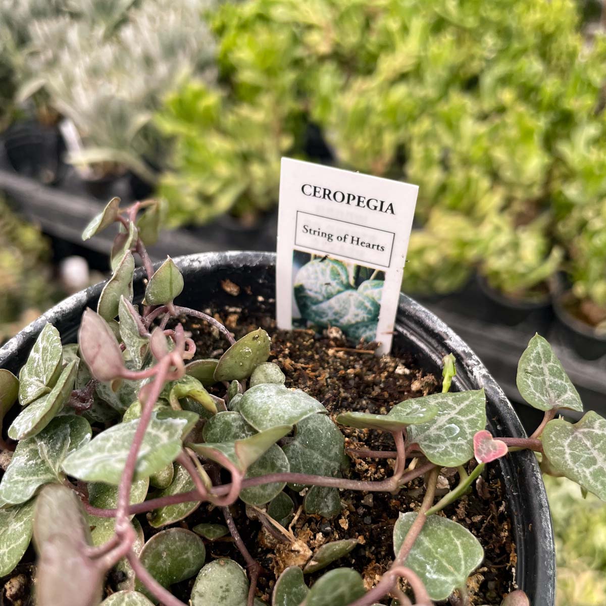 succulents string of hearts String of Hearts Plant – Ceropegia woodii 4" Pot