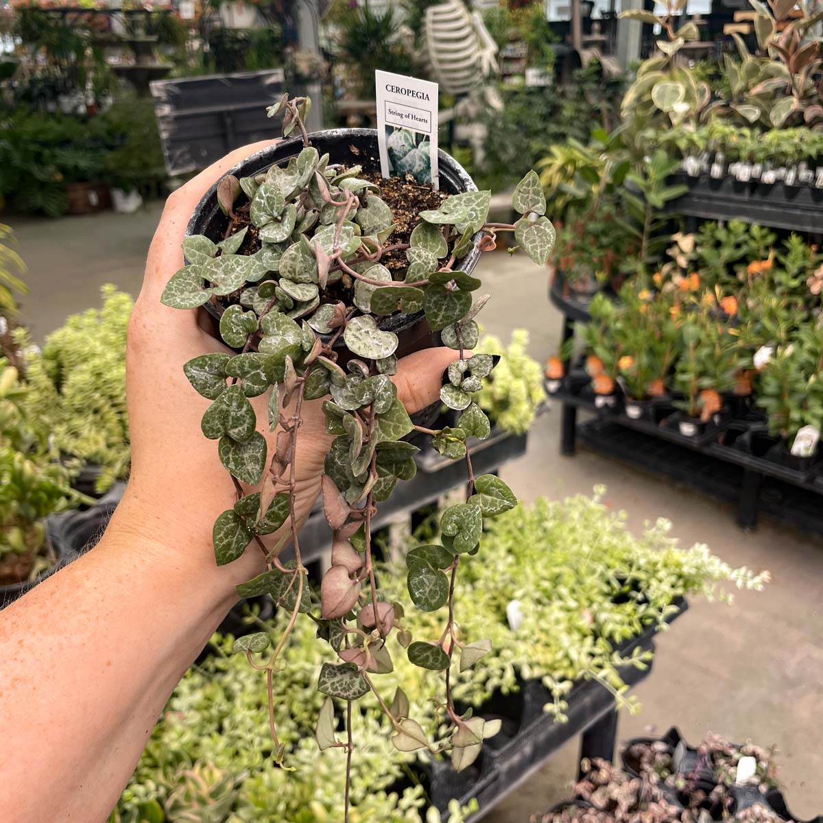 ceropegia succulents String of Hearts Plant – Ceropegia woodii 4" Pot