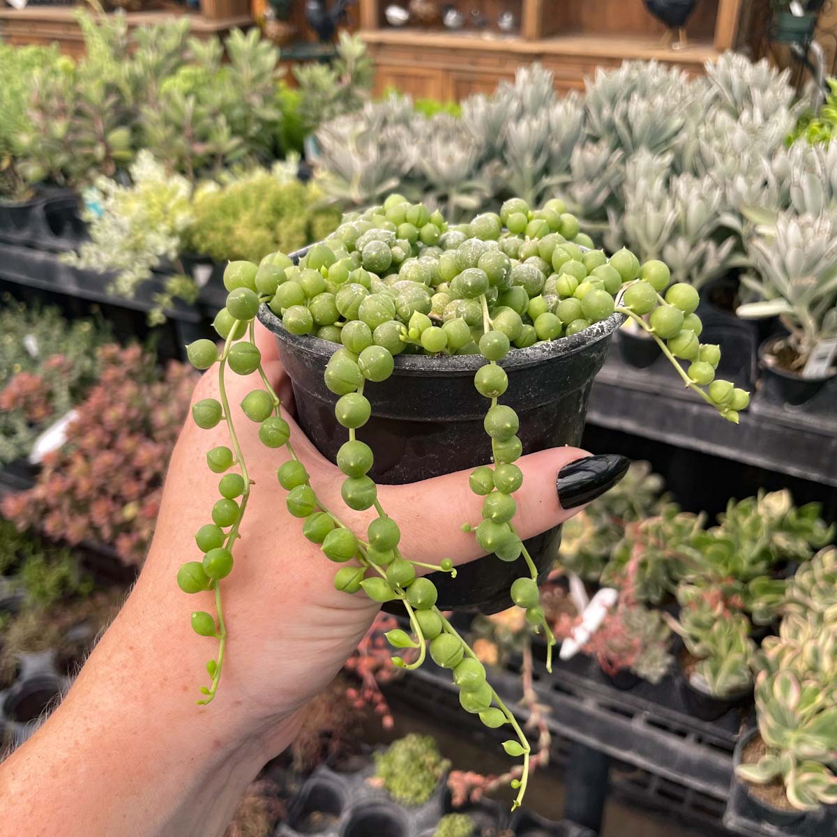 string of pearls succulent buy Senecio rowleyanus 4in String of Pearls