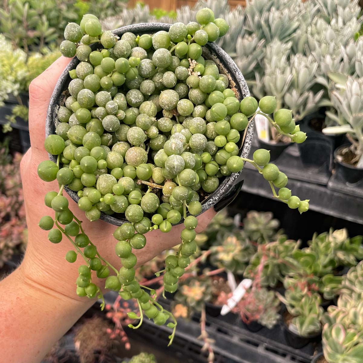rosary bead succulent Senecio rowleyanus 4in String of Pearls