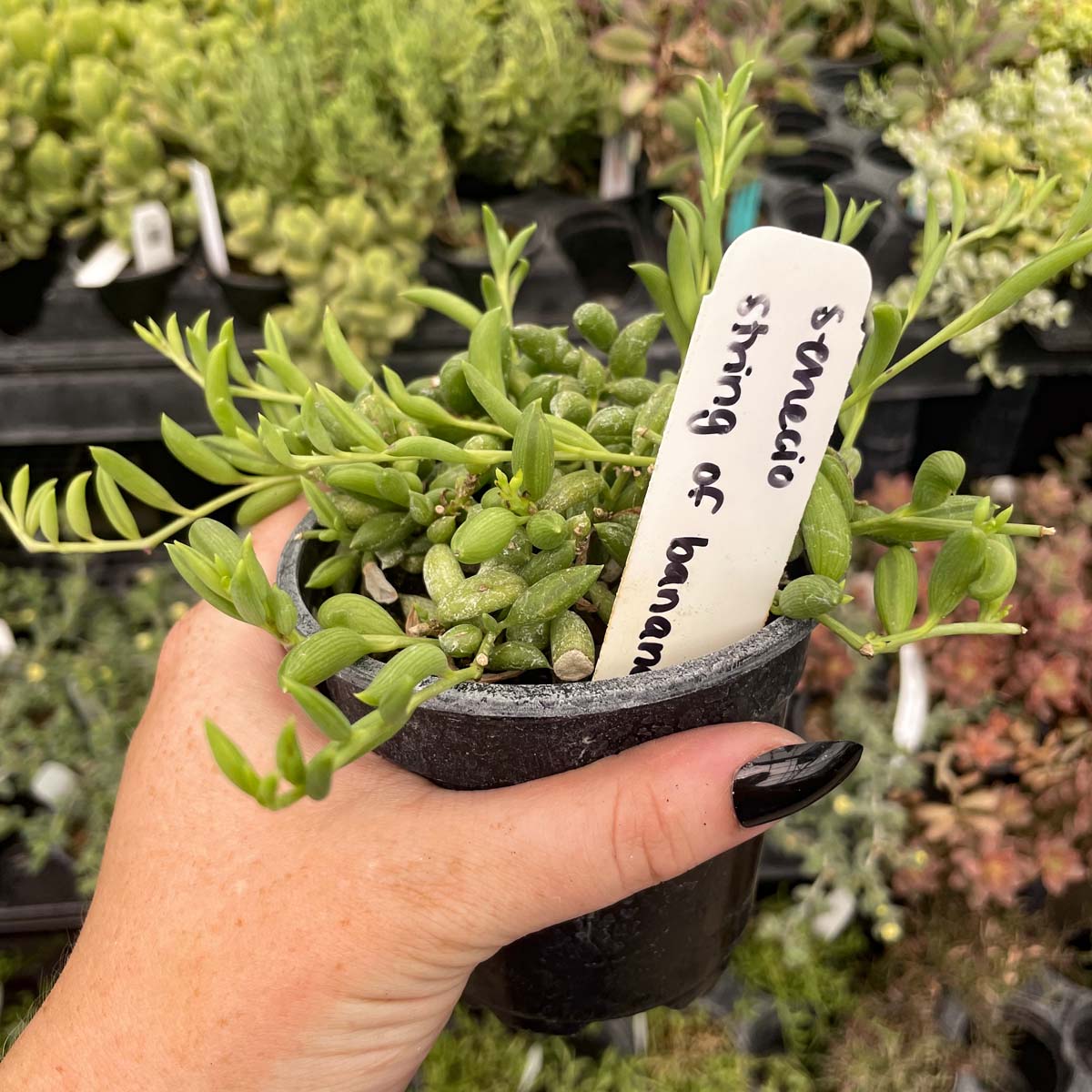 banana string succulent Senecio radicans (String of Bananas)