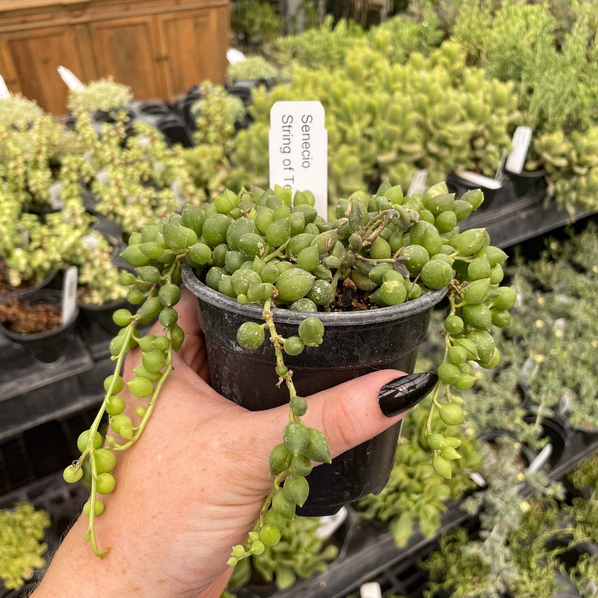 succulent stringy Senecio herreianus (String of Tears)