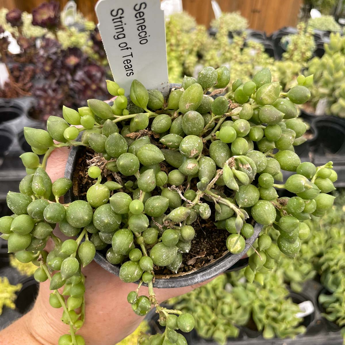 tears succulent Senecio herreianus (String of Tears)