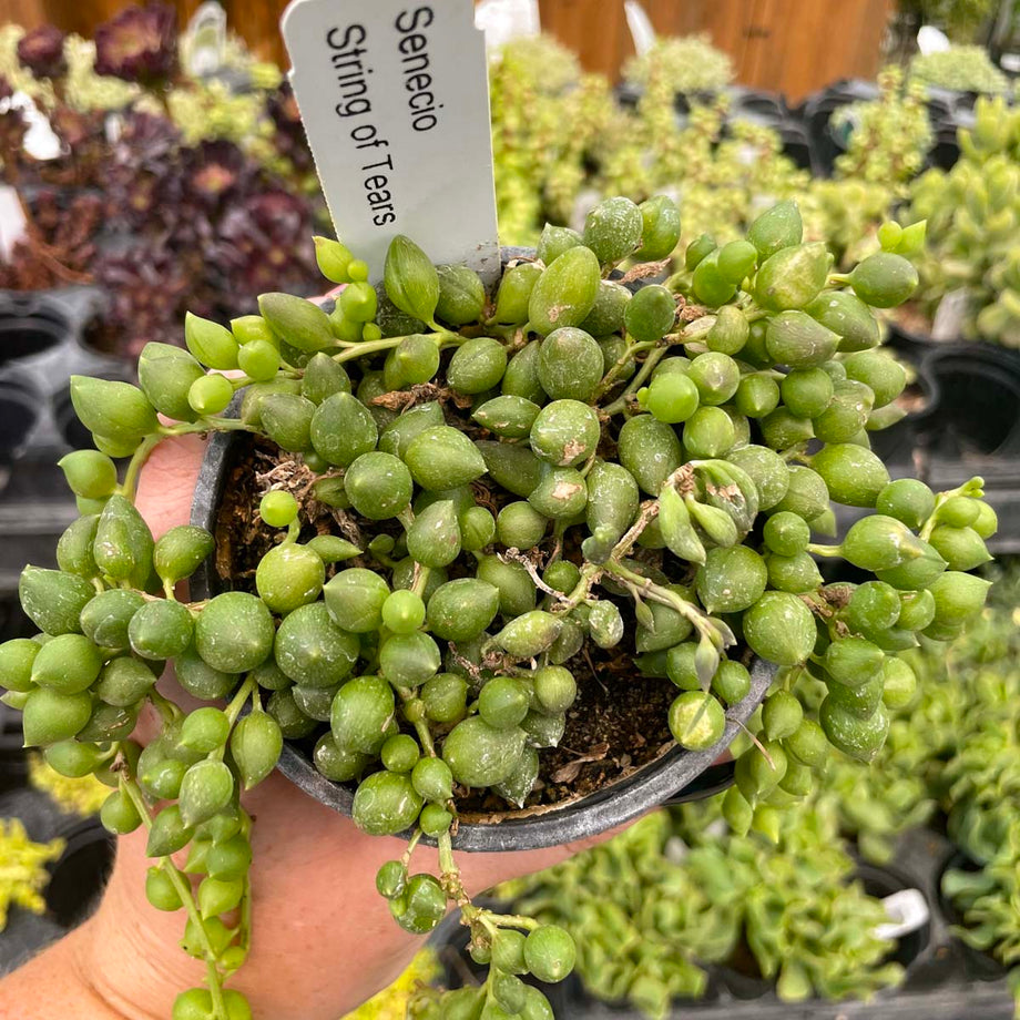 Senecio herreianus (String of Tears)