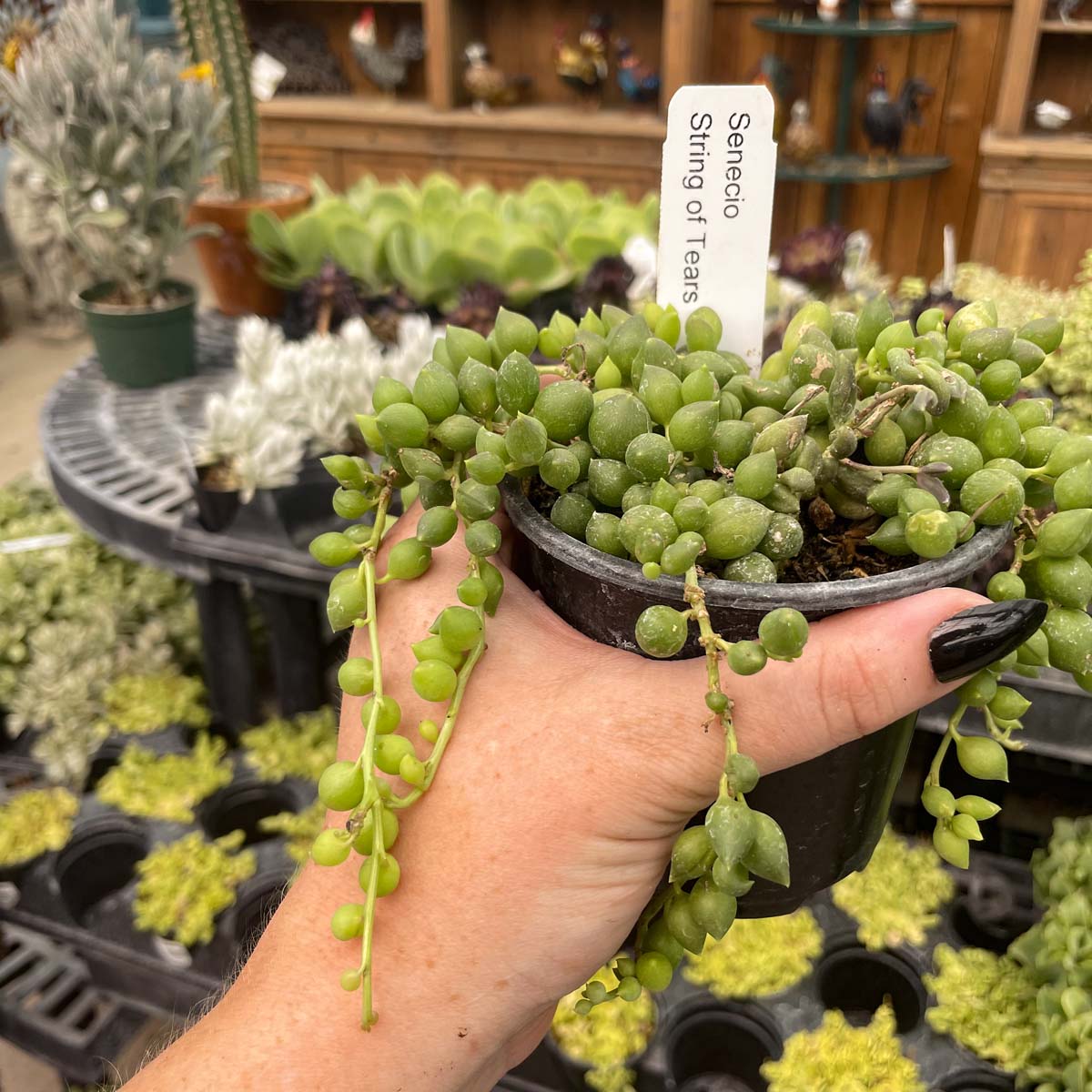 string succulents types String of Tears Senecio, Succulent Plant – Magic Valley Gardens