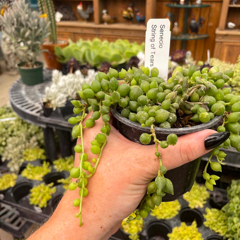 String of Tears Senecio, Succulent Plant – Magic Valley Gardens