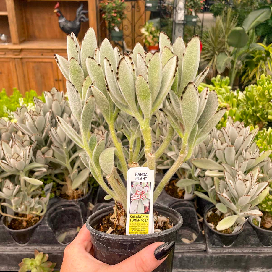 panda plant seeds Kalanchoe tomentosa (Panda Plant)