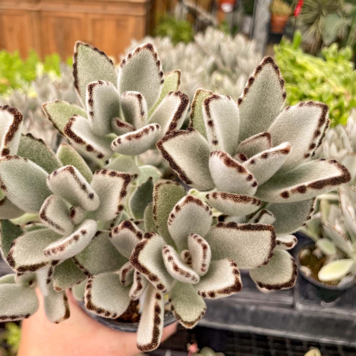 panda claw succulent Kalanchoe tomentosa (Panda Plant) – Magic Valley Gardens