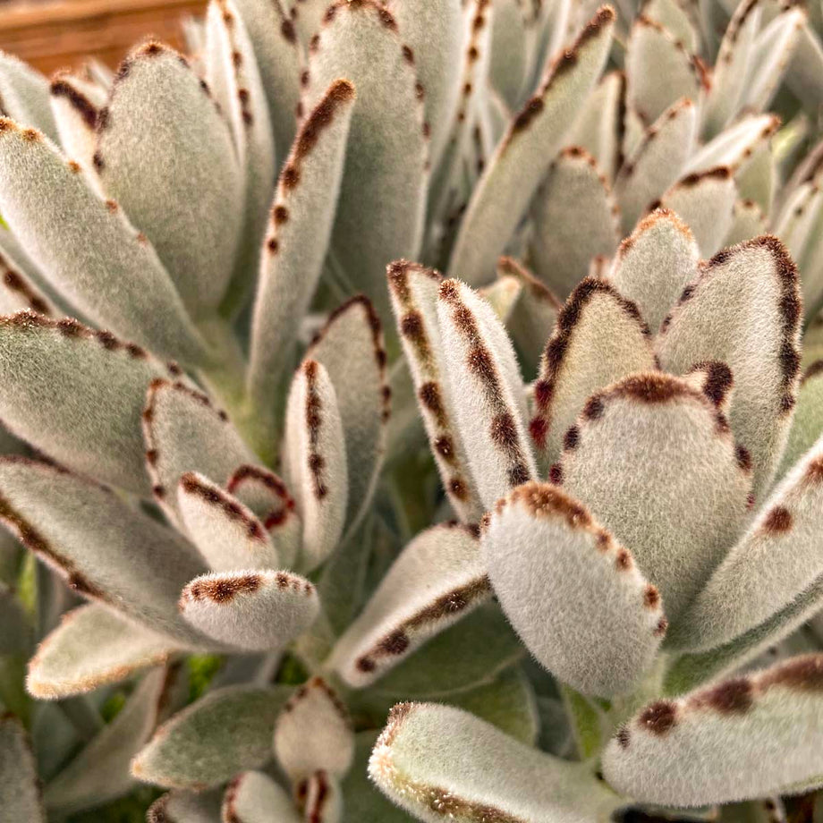 succulents with brown spots Kalanchoe tomentosa (Panda Plant) – Magic Valley Gardens