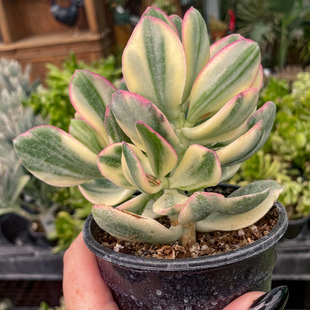 pink jade plant Crassula ovata 'Tricolor'