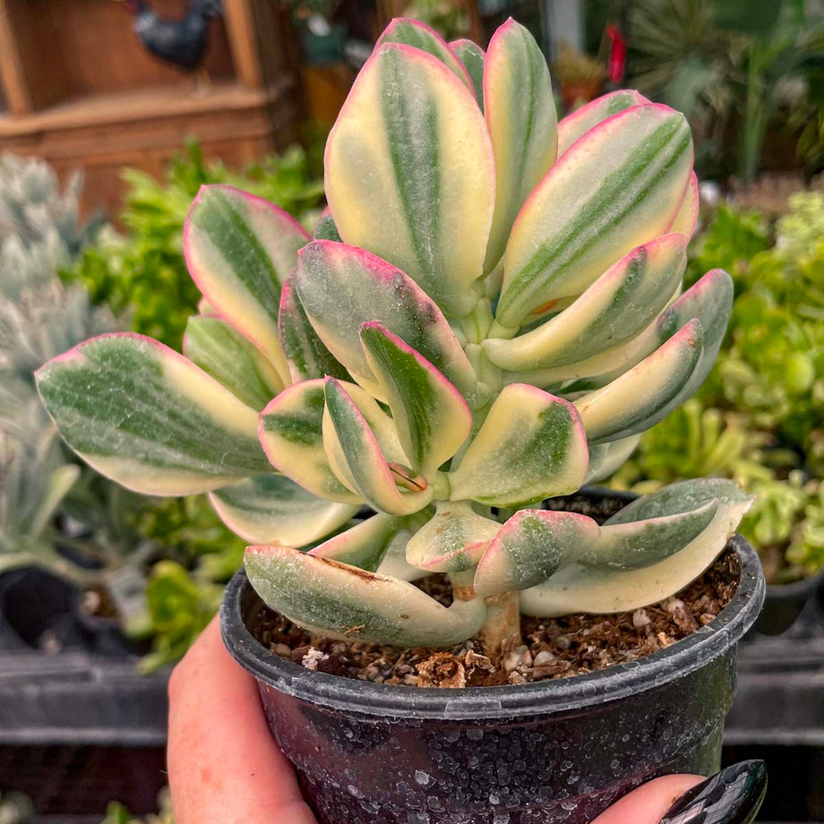Crassula ovata 'Tricolor' – Magic Valley Gardens