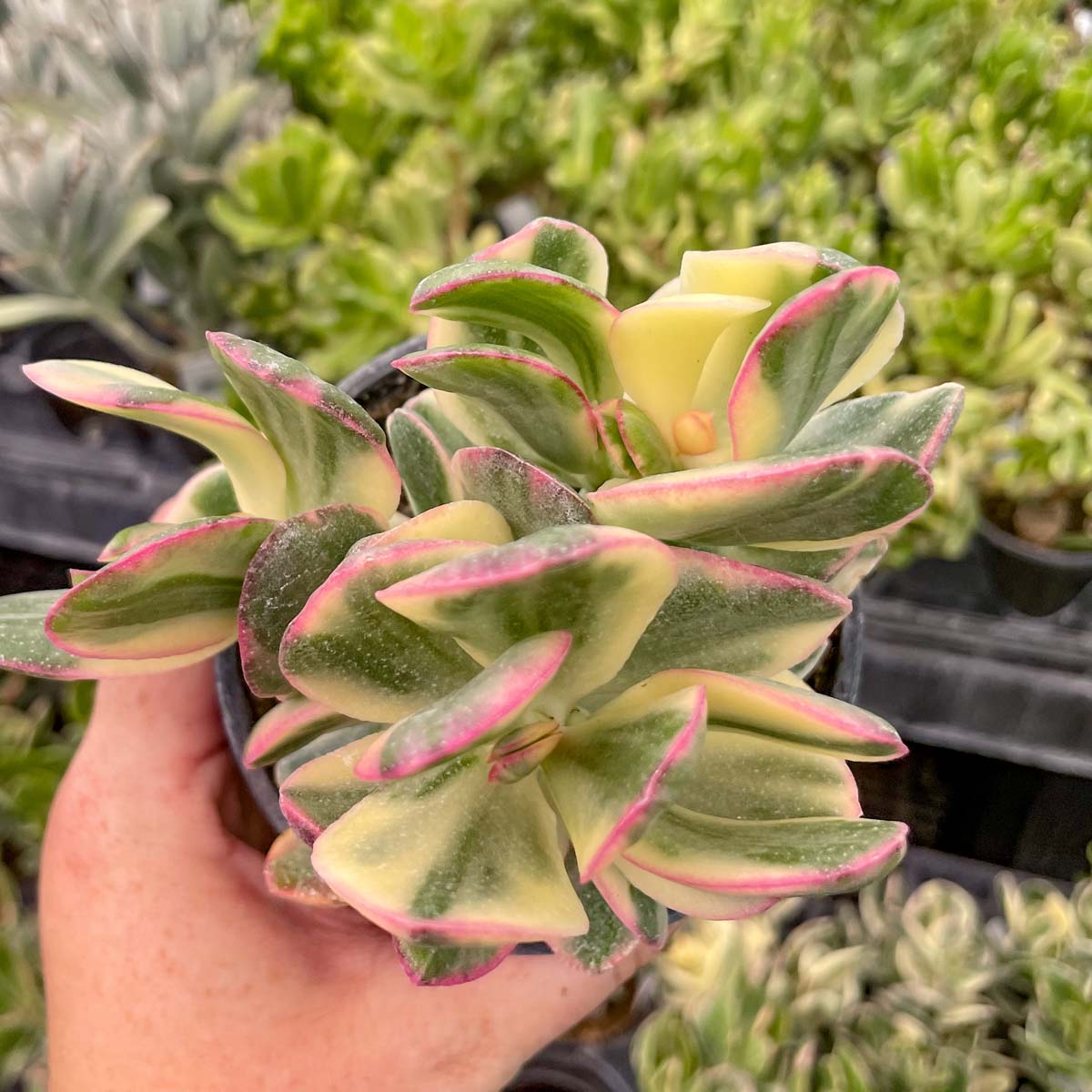 tri color succulent Crassula ovata 'Tricolor'