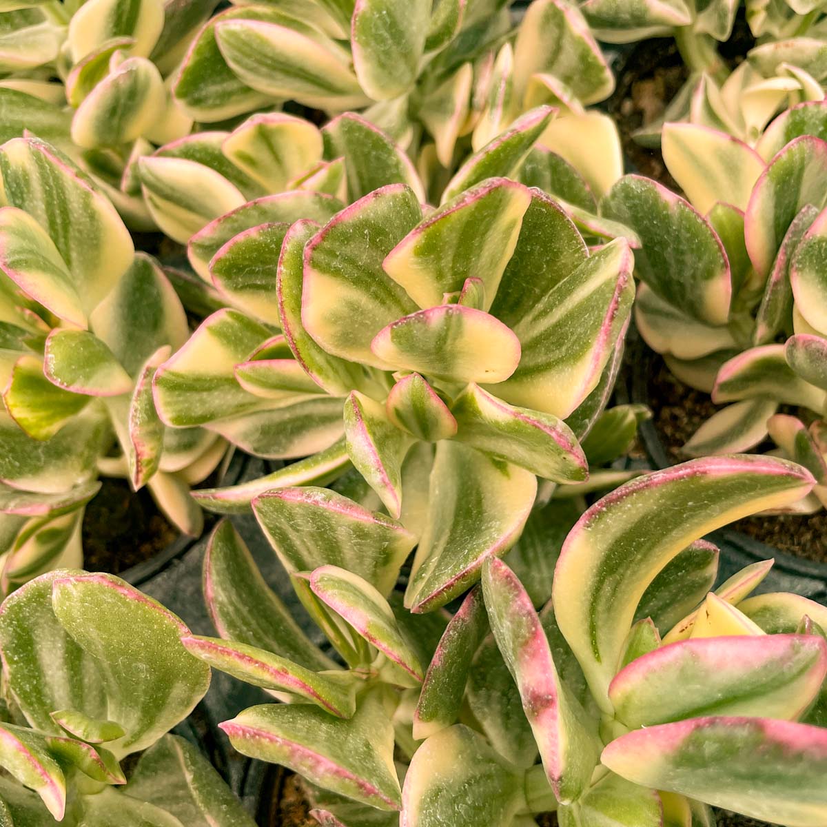 variegated jade plant Crassula ovata 'Tricolor' – Magic Valley Gardens