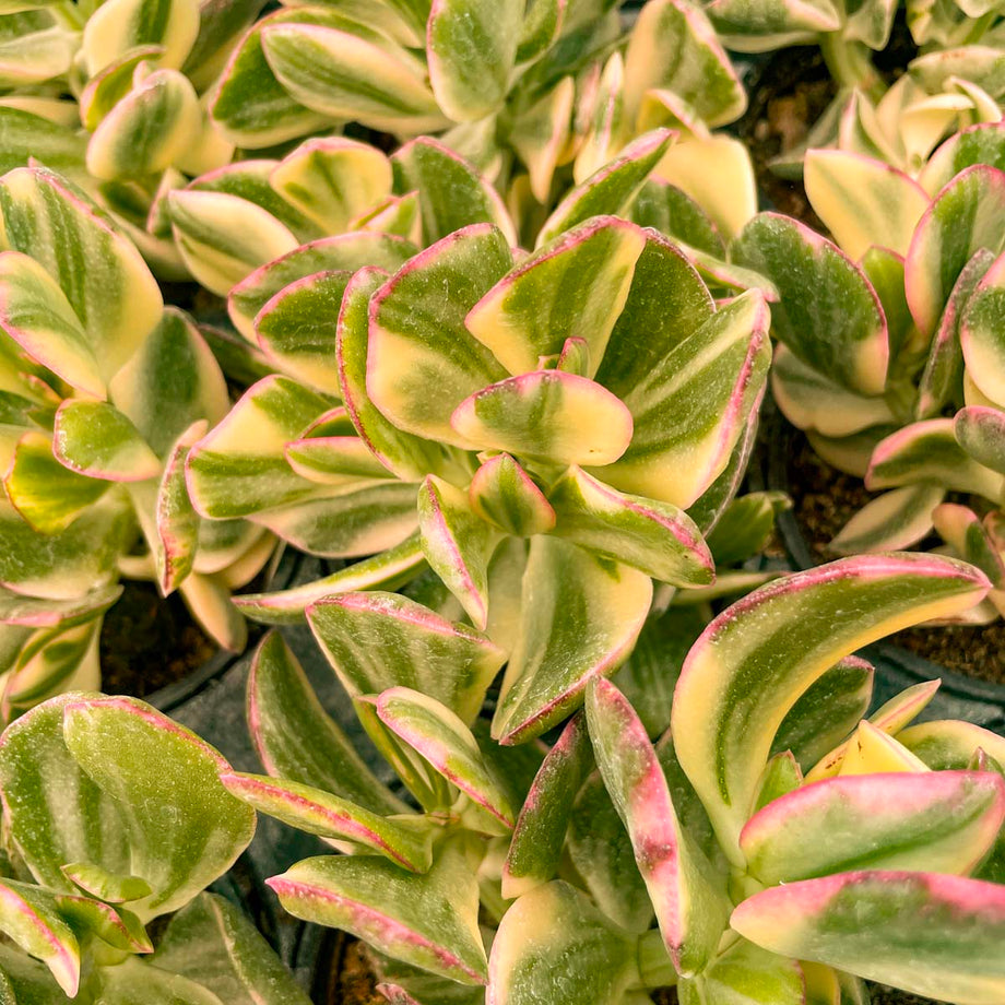 Crassula ovata 'Tricolor' – Magic Valley Gardens