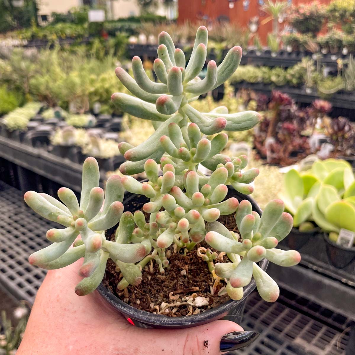banana jelly bean succulent Sedum pachyphyllum 'Blue Jelly Bean' – Magic Valley Gardens