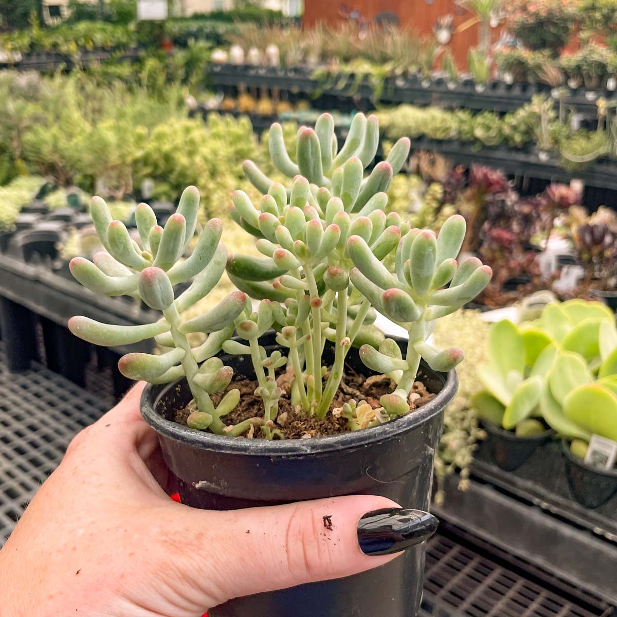 blue bean succulent Sedum pachyphyllum 'Blue Jelly Bean'