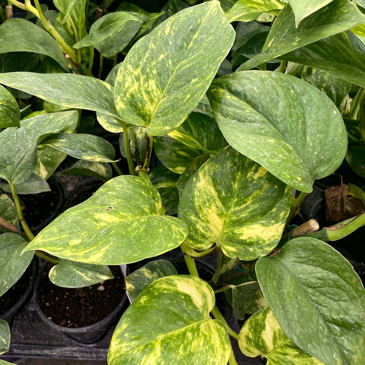 golden pothos etsy Pothos 'Golden'